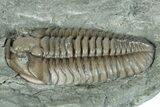 Flexicalymene Trilobite Fossil - Indiana #289052-1